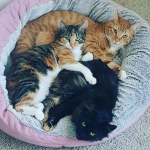 Meet your Posher, Zonera